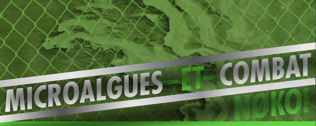 spiruline et chlorelle pour les sports de combat